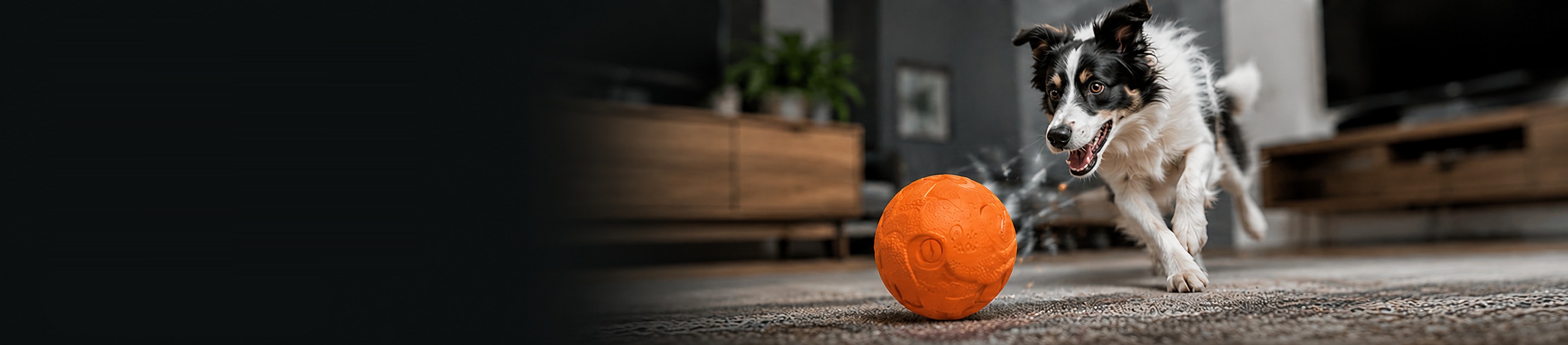 A Border Collie chasing an orange interactive ball in a modern living room.
